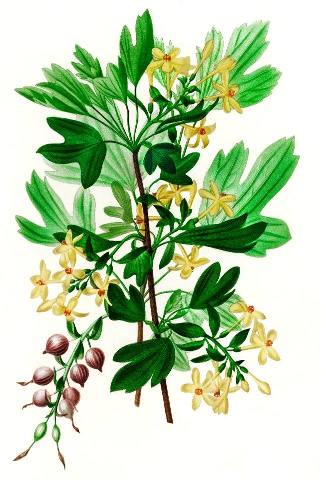 Ribes Aureum illustrated by Charles Dessalines D' Orbigny (1806-1876). Digitally enhanced from our own 1892 edition of Dictionnaire Universel D'histoire Naturelle.