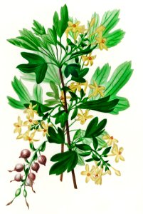 Ribes Aureum illustrated by Charles Dessalines D' Orbigny (1806-1876). Digitally enhanced from our own 1892 edition of Dictionnaire Universel D'histoire Naturelle.. Free illustration for personal and commercial use.
