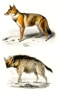Golden Jackal (Canis Aureus) and Striped hyena (Hyene rayee) illustrated by Charles Dessalines D' Orbigny (1806-1876). Digitally enhanced from our own 1892 edition of Dictionnaire Universel D'histoire Naturelle.