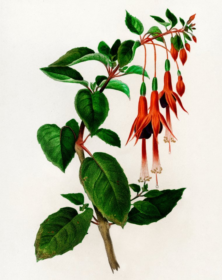 Hummingbird fuchsia (Fuchsia gracilis) illustrated by Charles Dessalines D' Orbigny (1806-1876). Digitally enhanced from our own 1892 edition of Dictionnaire Universel D'histoire Naturelle.