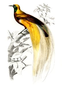 Purple heron (Ardea purpurea) illustrated by Charles Dessalines D' Orbigny (1806-1876). Digitally enhanced from our own 1892 edition of Dictionnaire Universel D'histoire Naturelle.