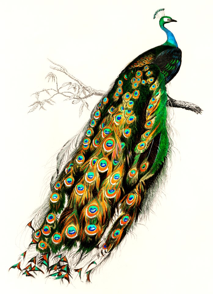 Indian peafowl (Pavo Cristatus) illustrated by Charles Dessalines D' Orbigny (1806-1876). Digitally enhanced from our own 1892 edition of Dictionnaire Universel D'histoire Naturelle.