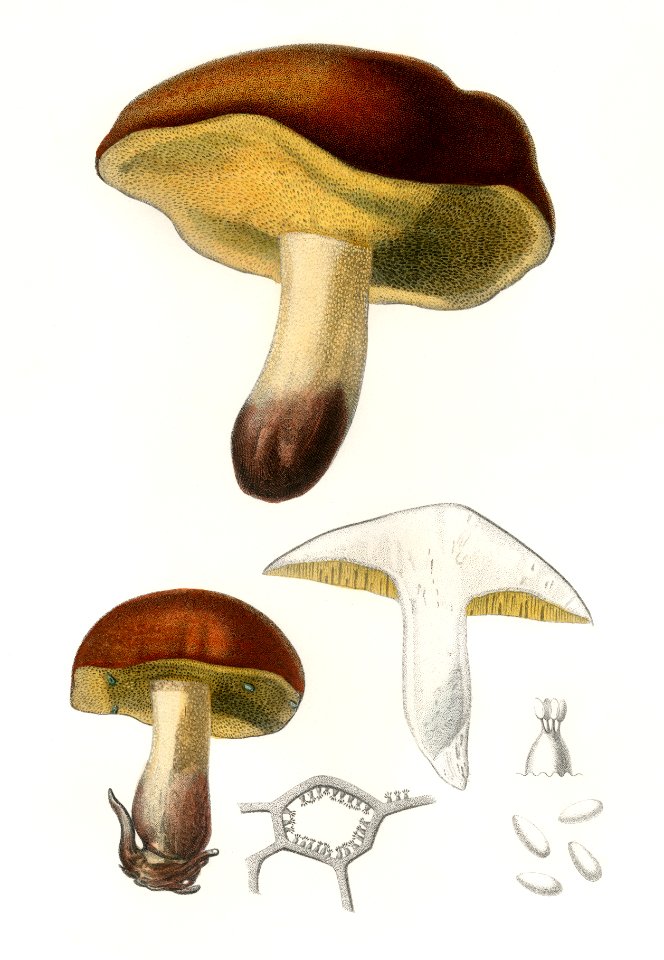 Mushroom (Boletus circinans) illustrated by Charles Dessalines D' Orbigny (1806-1876). Digitally enhanced from our own 1892 edition of Dictionnaire Universel D'histoire Naturelle.