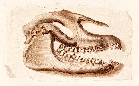 Odd-toed ungulate (Palaeotherium) illustrated by Charles Dessalines D' Orbigny (1806-1876). Digitally enhanced from our own 1892 edition of Dictionnaire Universel D'histoire Naturelle.