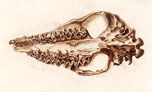 Odd-toed unlate (Palaeotherium) illustrated by Charles Dessalines D' Orbigny (1806-1876). Digitally enhanced from our own 1892 edition of Dictionnaire Universel D'histoire Naturelle.
