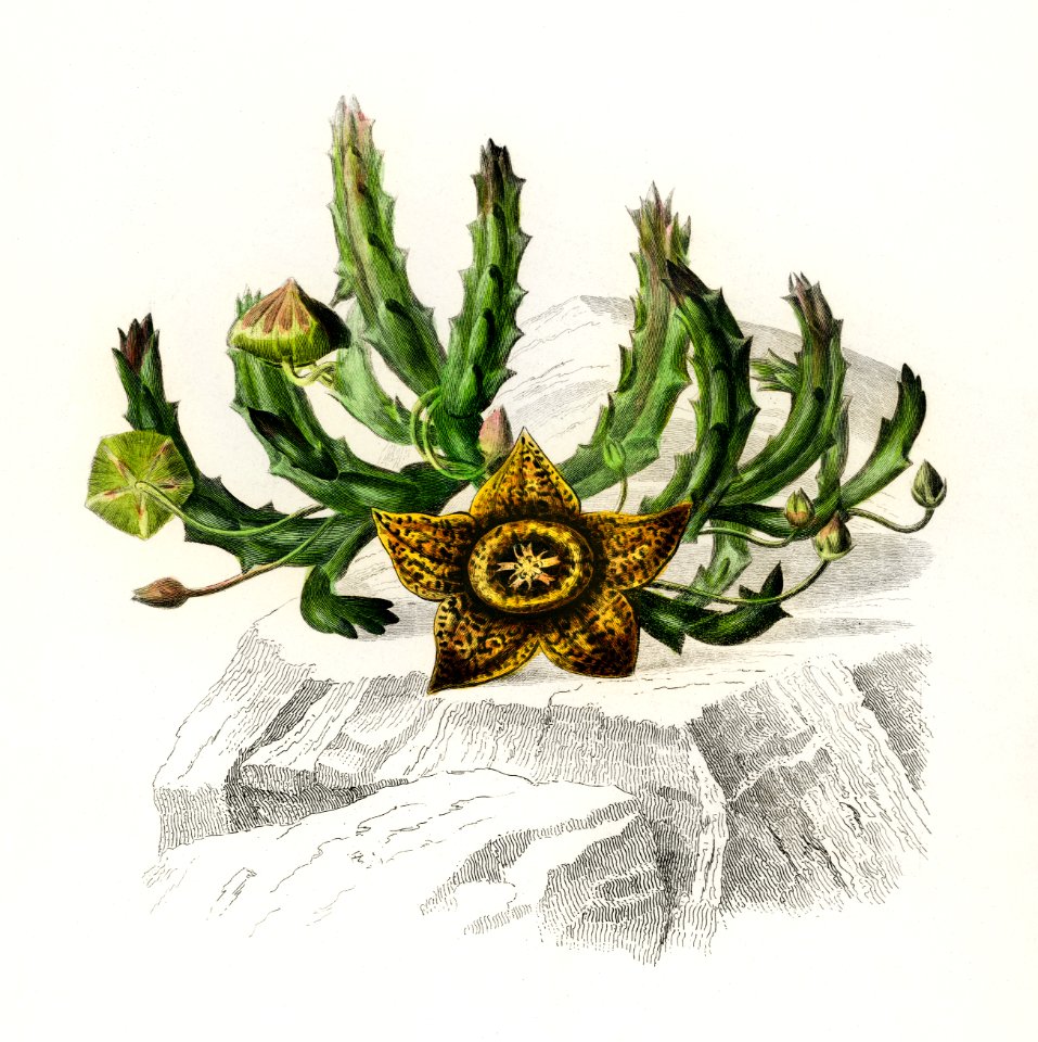 Carrion-flower (Stapelia variegata) illustrated by Charles Dessalines D' Orbigny (1806-1876). Digitally enhanced from our own 1892 edition of Dictionnaire Universel D'histoire Naturelle.. Free illustration for personal and commercial use.
