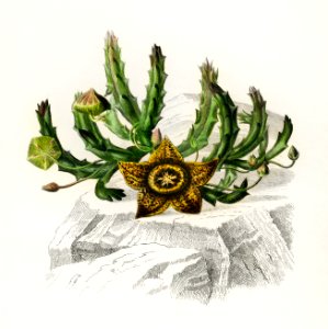 Carrion-flower (Stapelia variegata) illustrated by Charles Dessalines D' Orbigny (1806-1876). Digitally enhanced from our own 1892 edition of Dictionnaire Universel D'histoire Naturelle.