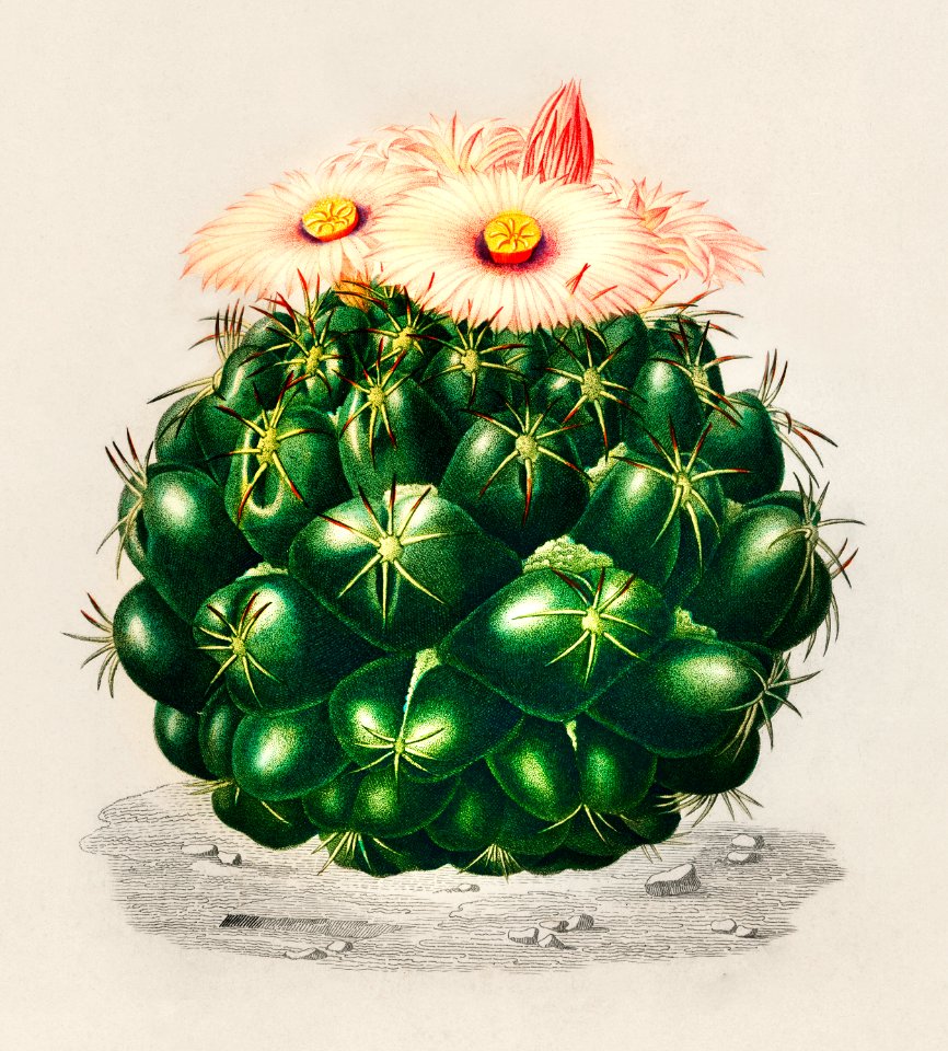 Starry Ball (Mammillaria elephantidens) illustrated by Charles Dessalines D' Orbigny (1806-1876). Digitally enhanced from our own 1892 edition of Dictionnaire Universel D'histoire Naturelle.