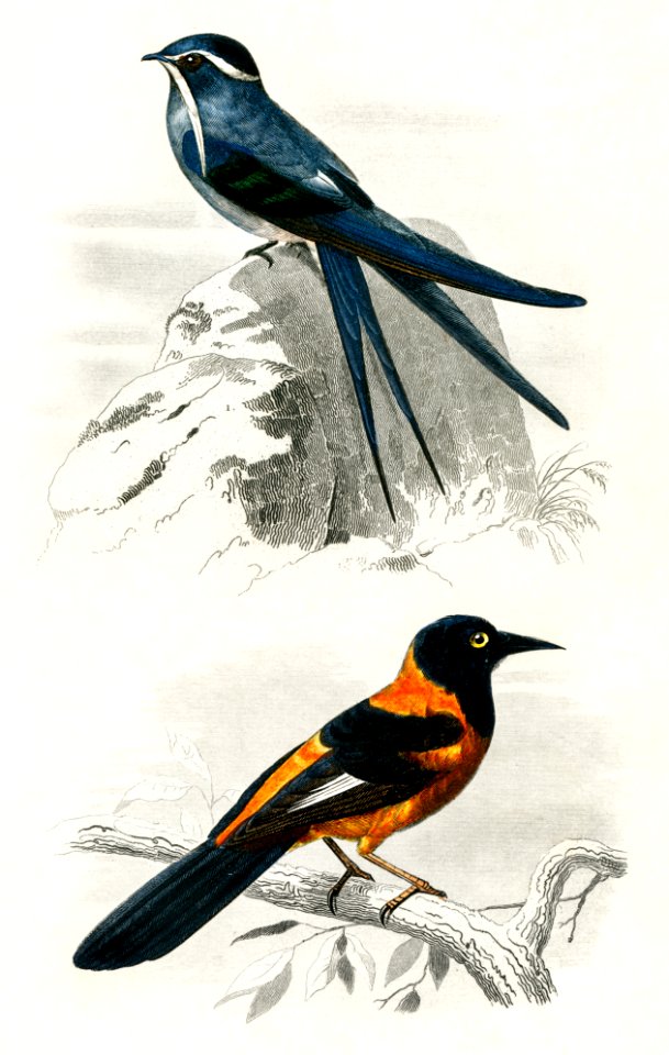Different types of birds illustrated by Charles Dessalines D' Orbigny (1806-1876) Digitally enhanced from our own 1892 edition of Dictionnaire Universel D'histoire Naturelle.