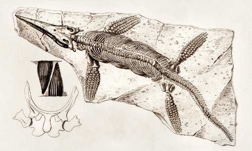 Chthyosaurus illustrated by Charles Dessalines D' Orbigny (1806-1876). Digitally enhanced from our own 1892 edition of Dictionnaire Universel D'histoire Naturelle.. Free illustration for personal and commercial use.