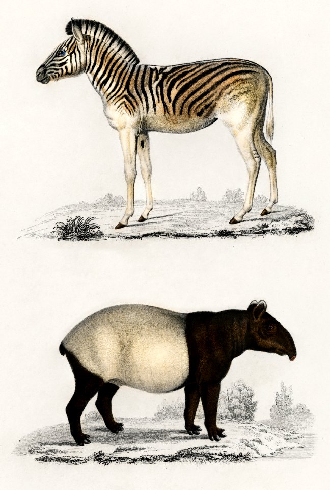 Malayan Tapir (Equus Montanus) and Mountain Zebra (Dauw) illustrated by Charles Dessalines D' Orbigny (1806-1876). Digitally enhanced from our own 1892 edition of Dictionnaire Universel D'histoire Naturelle.