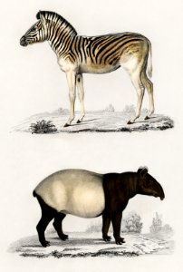 Malayan Tapir (Equus Montanus) and Mountain Zebra (Dauw) illustrated by Charles Dessalines D' Orbigny (1806-1876). Digitally enhanced from our own 1892 edition of Dictionnaire Universel D'histoire Naturelle.. Free illustration for personal and commercial use.
