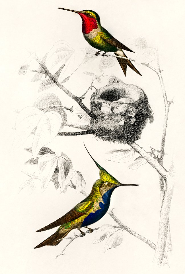 Different types of birds illustrated by Charles Dessalines D' Orbigny (1806-1876) Digitally enhanced from our own 1892 edition of Dictionnaire Universel D'histoire Naturelle.