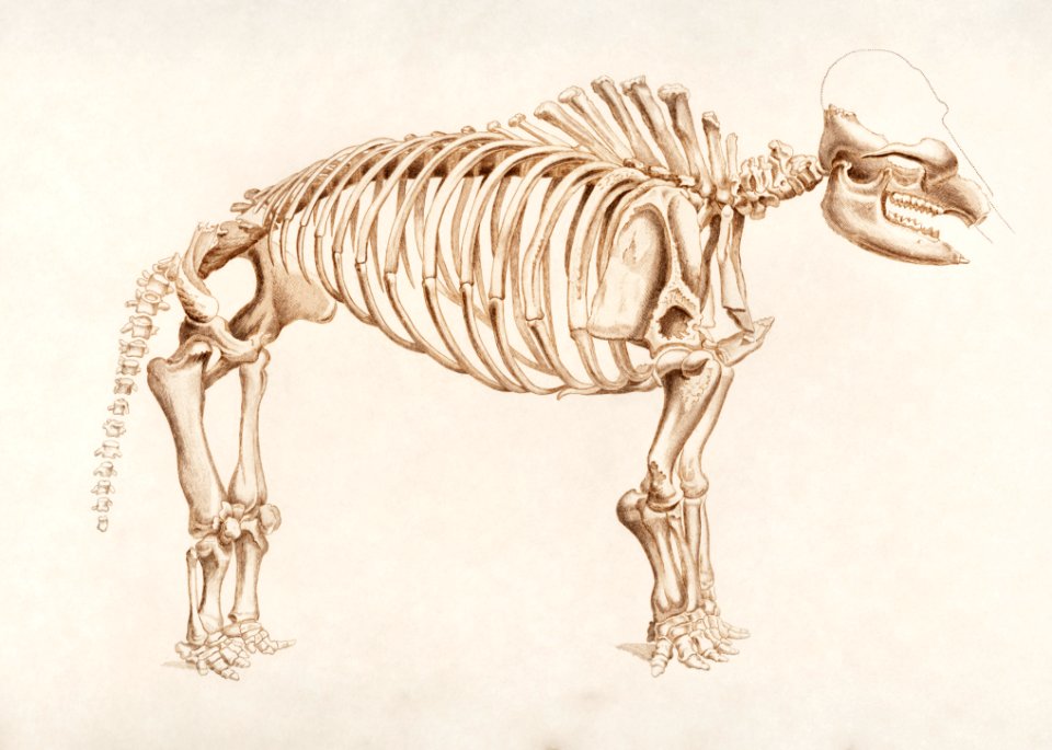 Mamoth (Mammut) illustrated by Charles Dessalines D' Orbigny (1806-1876). Digitally enhanced from our own 1892 edition of Dictionnaire Universel D'histoire Naturelle.
