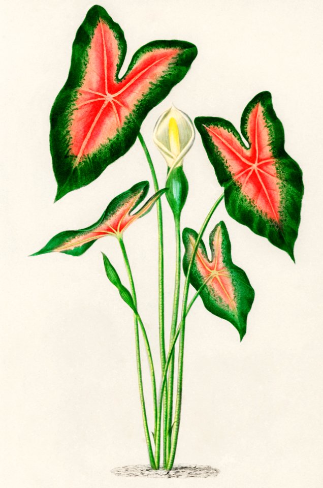 Elephant ear (Caladium bicolor) illustrated by Charles Dessalines D' Orbigny (1806-1876). Digitally enhanced from our own 1892 edition of Dictionnaire Universel D'histoire Naturelle.