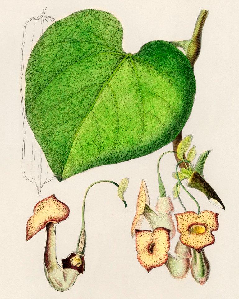 Pipevine (Dutchman's pipe) illustrated by Charles Dessalines D' Orbigny (1806-1876). Digitally enhanced from our own 1892 edition of Dictionnaire Universel D'histoire Naturelle.