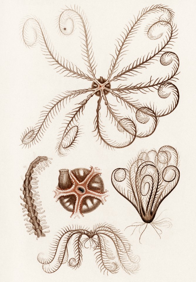 Comatula Mediterranea illustrated by Charles Dessalines D' Orbigny (1806-1876). Digitally enhanced from our own 1892 edition of Dictionnaire Universel D'histoire Naturelle.