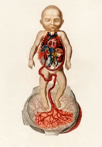 Circulation of the blood In a fetus illustrated by Charles Dessalines D' Orbigny (1806-1876). Digitally enhanced from our own 1892 edition of Dictionnaire Universel D'histoire Naturelle.. Free illustration for personal and commercial use.