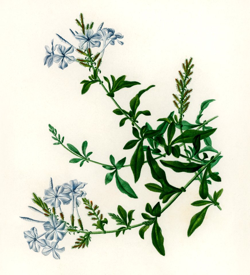Plumbago Capensis illustrated by Charles Dessalines D' Orbigny (1806-1876). Digitally enhanced from our own 1892 edition of Dictionnaire Universel D'histoire Naturelle.