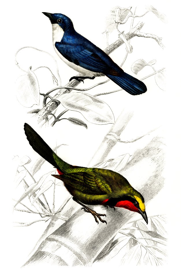 Different types of birds illustrated by Charles Dessalines D' Orbigny (1806-1876) Digitally enhanced from our own 1892 edition of Dictionnaire Universel D'histoire Naturelle.. Free illustration for personal and commercial use.