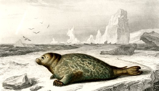 Phoca illustrated by Charles Dessalines D' Orbigny (1806-1876). Digitally enhanced from our own 1892 edition of Dictionnaire Universel D'histoire Naturelle.