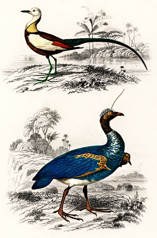 Different types of birds illustrated by Charles Dessalines D' Orbigny (1806-1876) Digitally enhanced from our own 1892 edition of Dictionnaire Universel D'histoire Naturelle.. Free illustration for personal and commercial use.