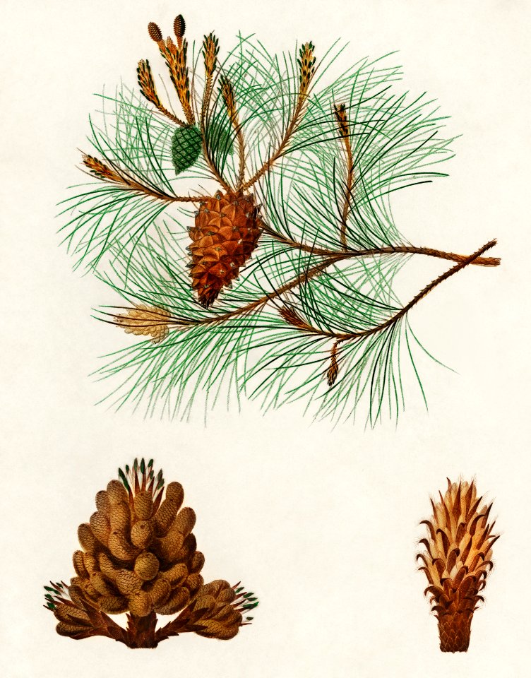 Martime pine (Pinus maritima) illustrated by Charles Dessalines D' Orbigny (1806-1876). Digitally enhanced from our own 1892 edition of Dictionnaire Universel D'histoire Naturelle.