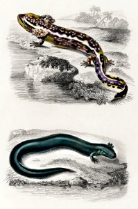 Mudpuppy (Menabranchus lateralis) and Greater siren (Siren lacertina) illustrated by Charles Dessalines D' Orbigny (1806-1876). Digitally enhanced from our own 1892 edition of Dictionnaire Universel D'histoire Naturelle.
