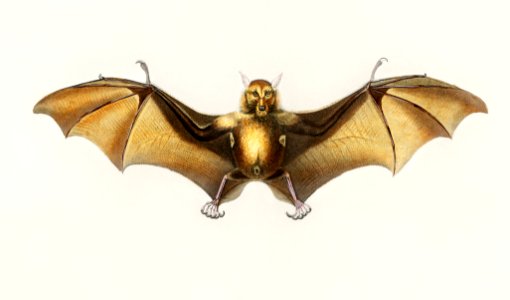 Bat (Roufsette) illustrated by Charles Dessalines D' Orbigny (1806-1876). Digitally enhanced from our own 1892 edition of Dictionnaire Universel D'histoire Naturelle.. Free illustration for personal and commercial use.