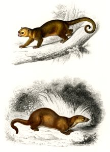 Kinkajou (Potos caudivolvulus) and The European Otter (Mustela Lutra) illustrated by Charles Dessalines D' Orbigny (1806-1876). Digitally enhanced from our own 1892 edition of Dictionnaire Universel D'histoire Naturelle.