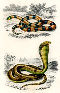 Coral Snake (Elaps Corallinus) and Egyptian Cobra (Naja Hoje) illustrated by Charles Dessalines D' Orbigny (1806-1876). Digitally enhanced from our own 1892 edition of Dictionnaire Universel D'histoire Naturelle.