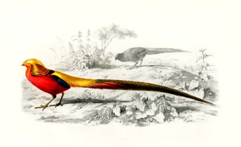 Male golden pheasant illustrated by Charles Dessalines D' Orbigny (1806-1876). Digitally enhanced from our own 1892 edition of Dictionnaire Universel D'histoire Naturelle.. Free illustration for personal and commercial use.