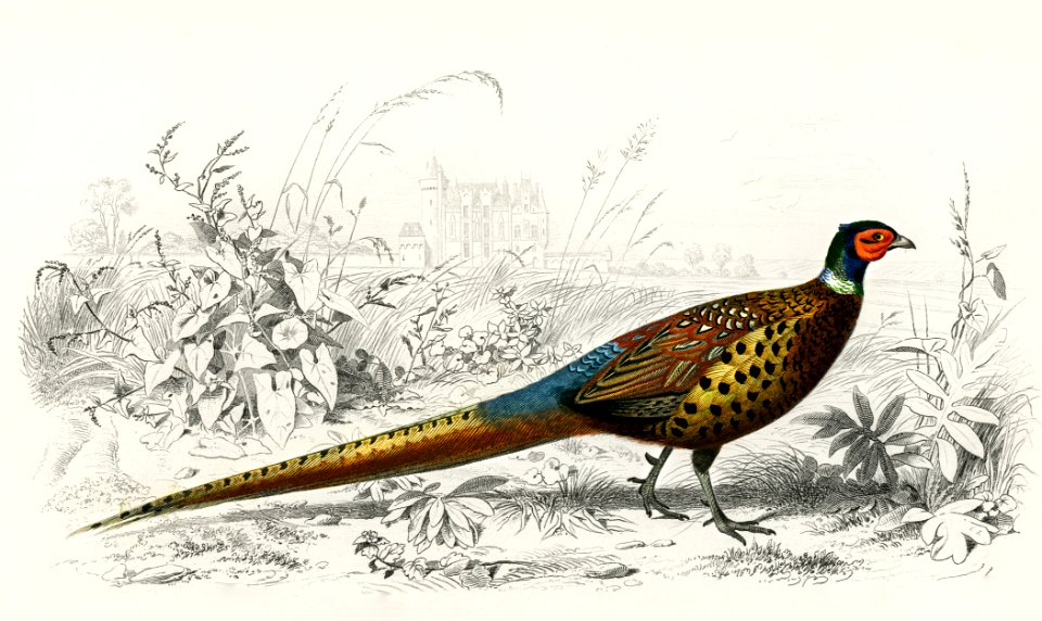 Ring-neckrd pheasant (Phasianus colchicus) illustrated by Charles Dessalines D' Orbigny (1806-1876). Digitally enhanced from our own 1892 edition of Dictionnaire Universel D'histoire Naturelle.