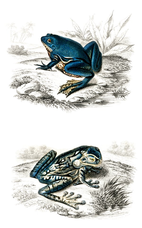 Shrinking frog (Pseudis Merianae) and Black-spotted casque-headed tree (Trachycephalus geographieus) illustrated by Charles Dessalines D' Orbigny (1806-1876). Digitally enhanced from our own 1892 edition of Dictionnaire Universel D'histoire Naturelle.