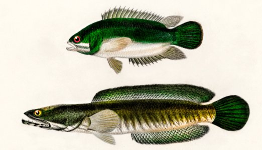 Different types of fishes illustrated by Charles Dessalines D' Orbigny (1806-1876) Digitally enhanced from our own 1892 edition of Dictionnaire Universel D'histoire Naturelle.