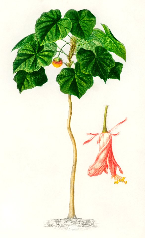 Astrapoea Wallichii illustrated by Charles Dessalines D' Orbigny (1806-1876). Digitally enhanced from our own 1892 edition of Dictionnaire Universel D'histoire Naturelle.