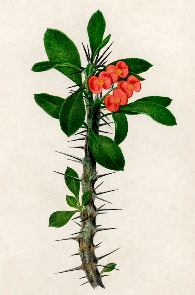 Euphorbia Splendens illustrated by Charles Dessalines D' Orbigny (1806-1876). Digitally enhanced from our own 1892 edition of Dictionnaire Universel D'histoire Naturelle.