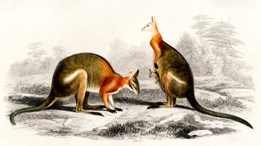Macropus illustrated by Charles Dessalines D' Orbigny (1806-1876). Digitally enhanced from our own 1892 edition of Dictionnaire Universel D'histoire Naturelle.. Free illustration for personal and commercial use.