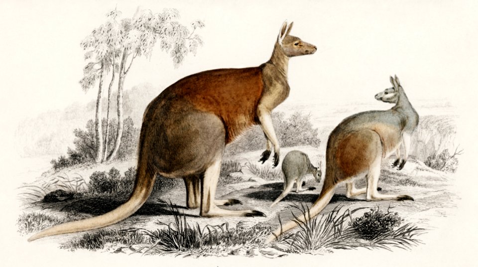 The red kangaroo (Macropus rufus) illustrated by Charles Dessalines D' Orbigny (1806-1876). Digitally enhanced from our own 1892 edition of Dictionnaire Universel D'histoire Naturelle.. Free illustration for personal and commercial use.