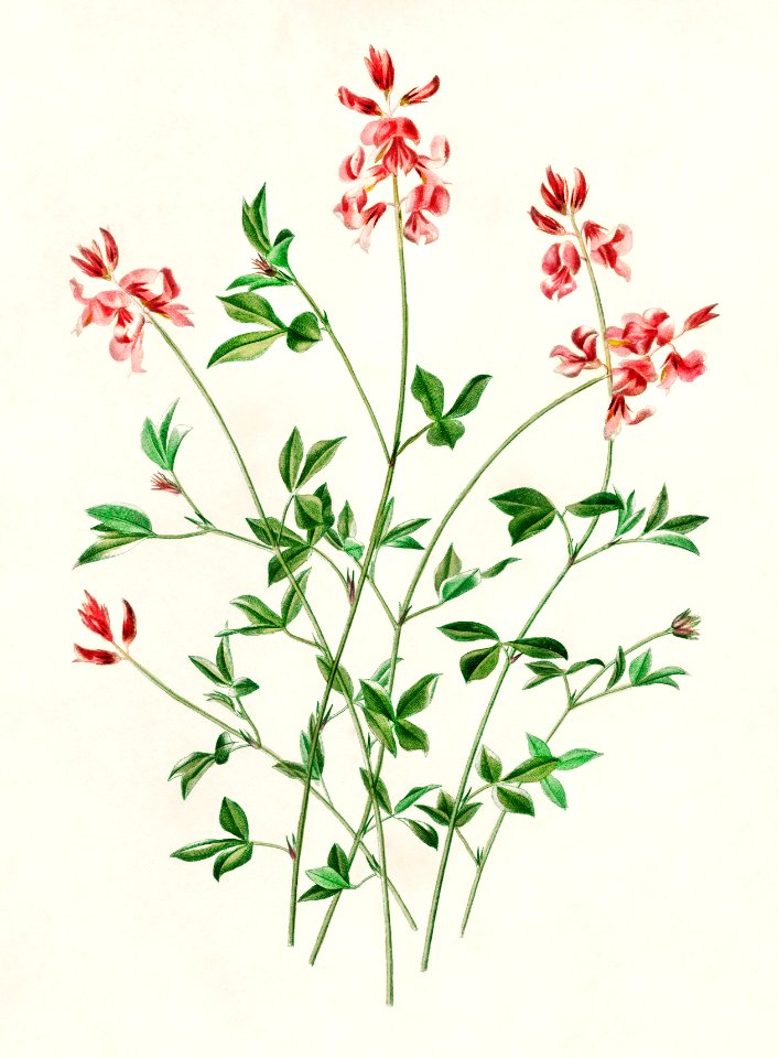 Indigofera procumbens illustrated by Charles Dessalines D' Orbigny (1806-1876). Digitally enhanced from our own 1892 edition of Dictionnaire Universel D'histoire Naturelle.