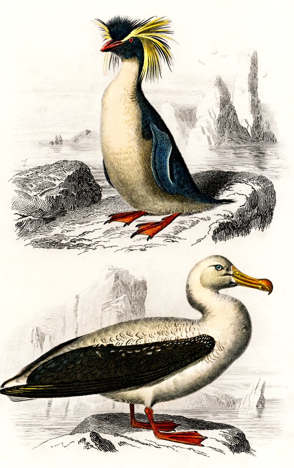 Different types of birds illustrated by Charles Dessalines D' Orbigny (1806-1876) Digitally enhanced from our own 1892 edition of Dictionnaire Universel D'histoire Naturelle.
