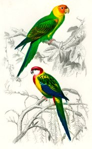 Different types of birds illustrated by Charles Dessalines D' Orbigny (1806-1876) Digitally enhanced from our own 1892 edition of Dictionnaire Universel D'histoire Naturelle.. Free illustration for personal and commercial use.