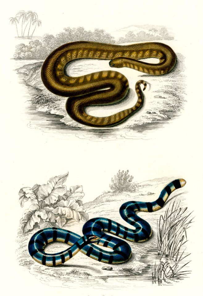 Elephant trunk snake (Acrochordus Javanicus) and Columbrine Sea Krait (Platurus Fasciatus) illustrated by Charles Dessalines D' Orbigny (1806-1876). Digitally enhanced from our own 1892 edition of Dictionnaire Universel D'histoire Naturelle.