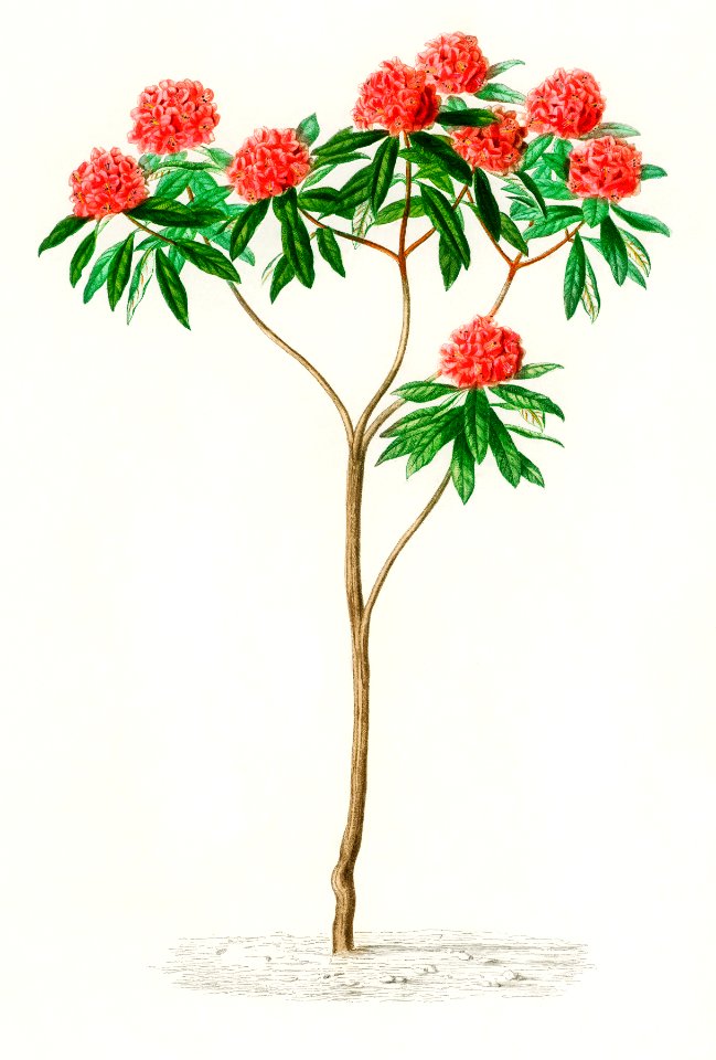 Rhododendron arboreum illustrated by Charles Dessalines D' Orbigny (1806-1876). Digitally enhanced from our own 1892 edition of Dictionnaire Universel D'histoire Naturelle.