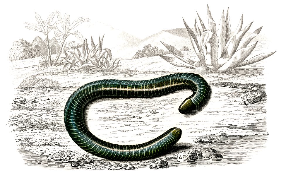 Ringed caecilian (Siphonops annulatus) illustrated by Charles Dessalines D' Orbigny (1806-1876). Digitally enhanced from our own 1892 edition of Dictionnaire Universel D'histoire Naturelle.