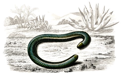 Ringed caecilian (Siphonops annulatus) illustrated by Charles Dessalines D' Orbigny (1806-1876). Digitally enhanced from our own 1892 edition of Dictionnaire Universel D'histoire Naturelle.. Free illustration for personal and commercial use.