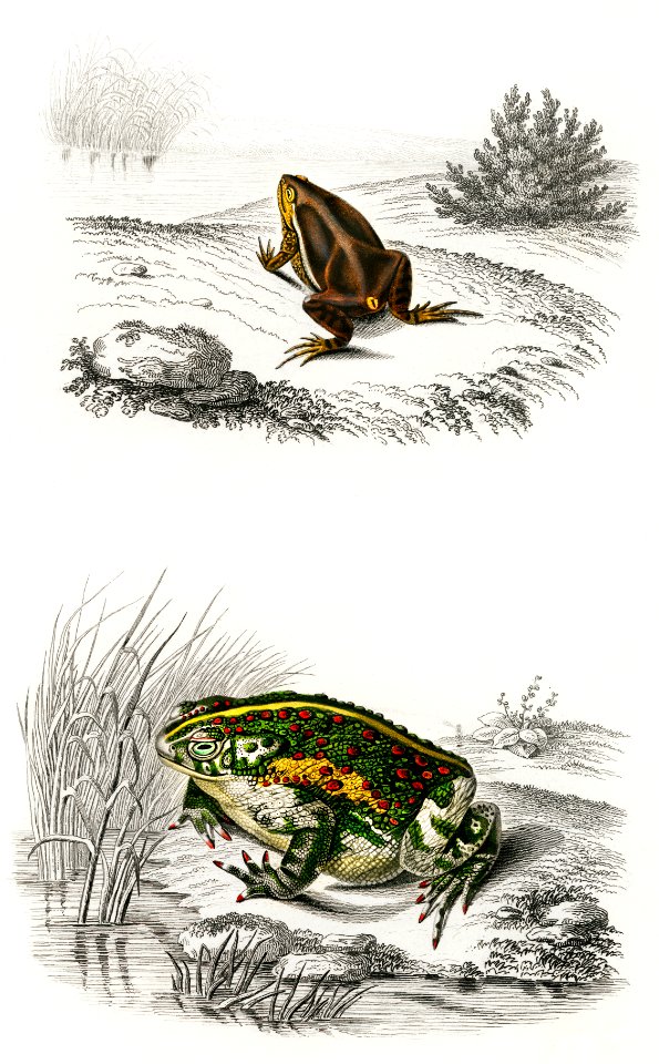 Oval frog (Engystoma ovale) and Green toad (Bufo viridis) illustrated by Charles Dessalines D' Orbigny (1806-1876). Digitally enhanced from our own 1892 edition of Dictionnaire Universel D'histoire Naturelle.