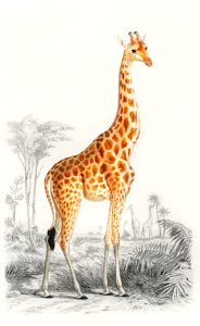 Giraffe (Giraffa camelopardalis) illustration wall art print and poster.. Free illustration for personal and commercial use.