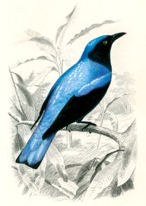 Square-tailed drongo (Edoius caerulescens) illustrated by Charles Dessalines D' Orbigny (1806-1876). Digitally enhanced from our own 1892 edition of Dictionnaire Universel D'histoire Naturelle.. Free illustration for personal and commercial use.