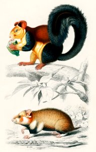Squirrel (Sciurus) and Hamster (Cricetus)illustrated by Charles Dessalines D' Orbigny (1806-1876). Digitally enhanced from our own 1892 edition of Dictionnaire Universel D'histoire Naturelle.. Free illustration for personal and commercial use.